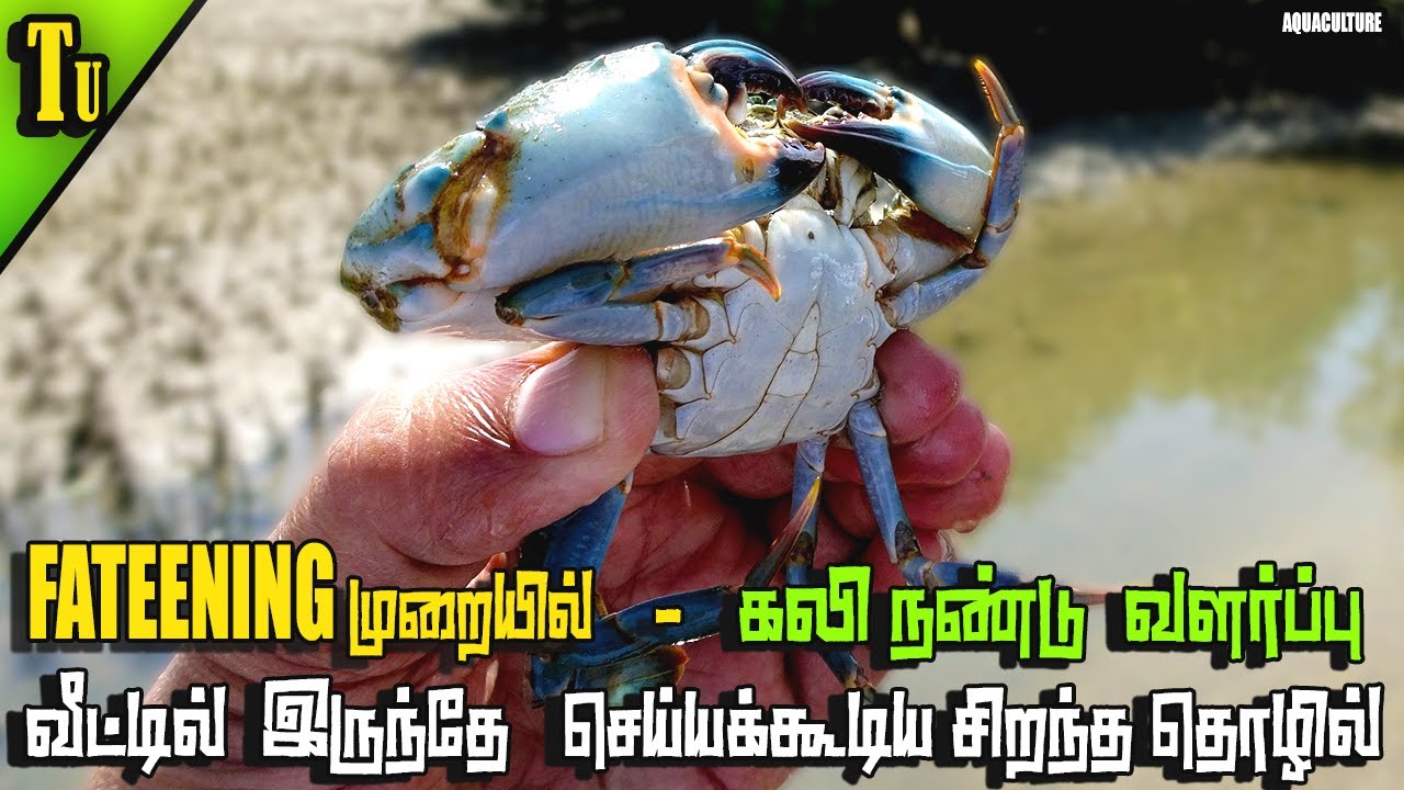 MUD CRAB FARMING |  கலி நண்டு வளர்ப்பு