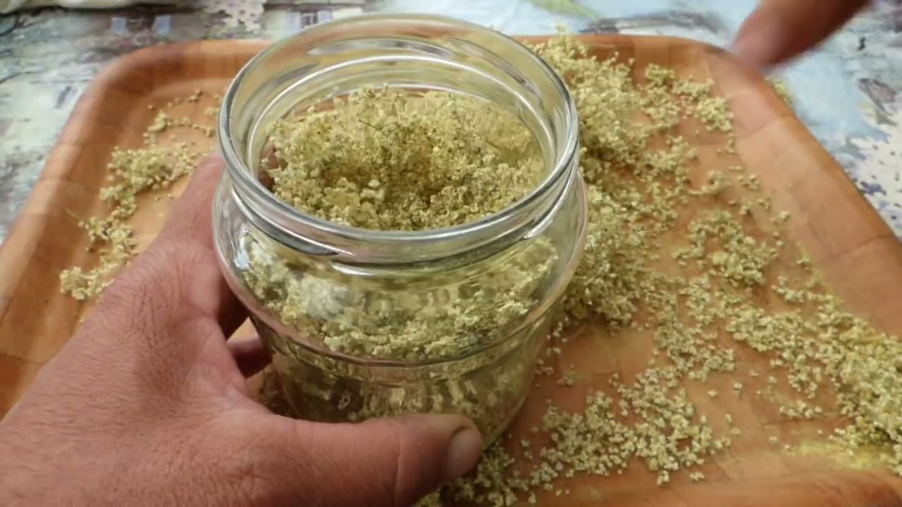 How to dry elderflowers for winter