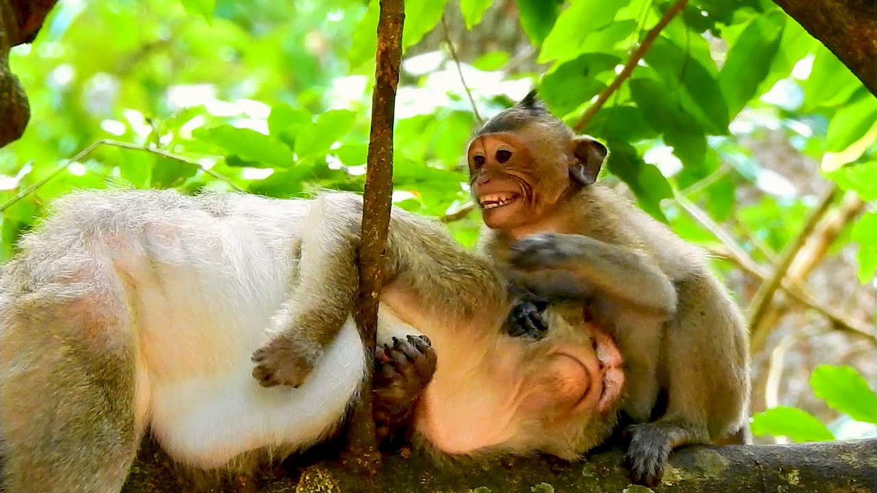 Funny and Lovely Big Baby Monkey Tries To Asking Milk Old Mom