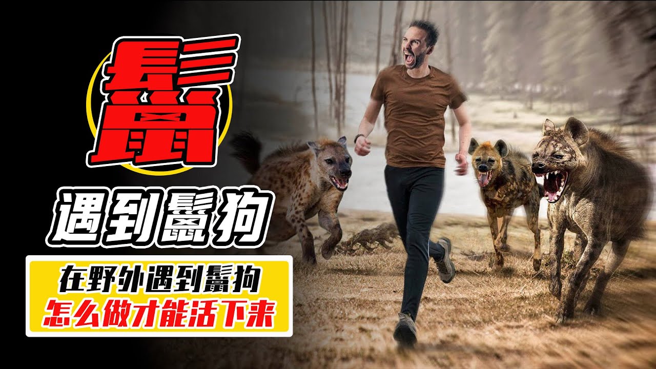 如果在野外遇到斑鬣狗，我們能打的過它嗎？ 怎麼做才能活下來？ 【小馬哥知識局】
