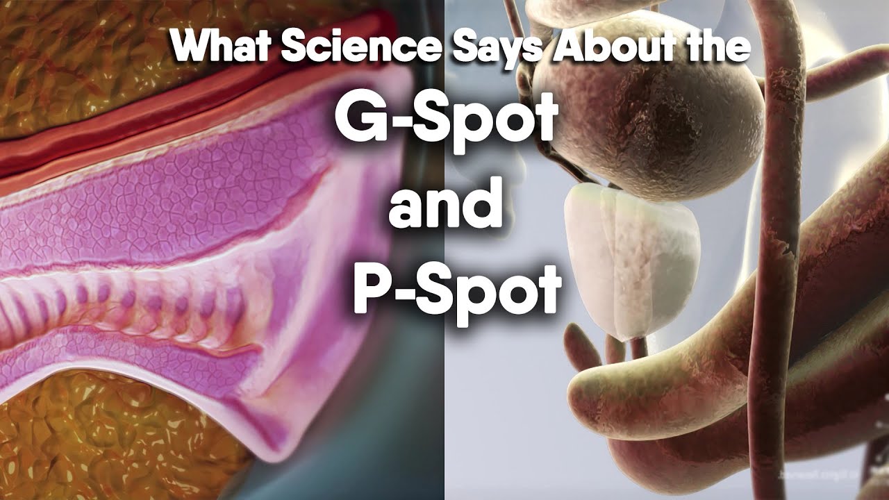 Male and Female Anatomy: G-Spot & P-Spot Explained