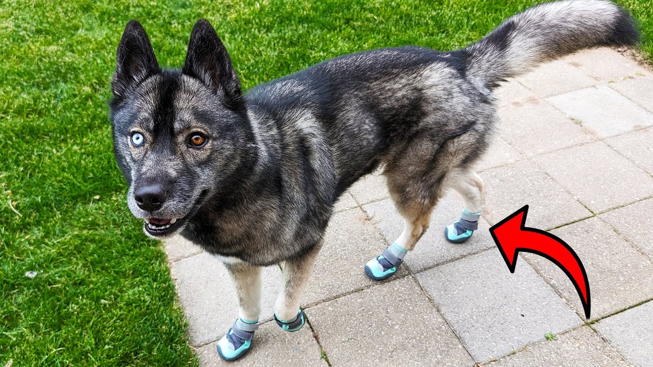 These Breathable Dog Shoes Are GREAT For Summer Hikes!