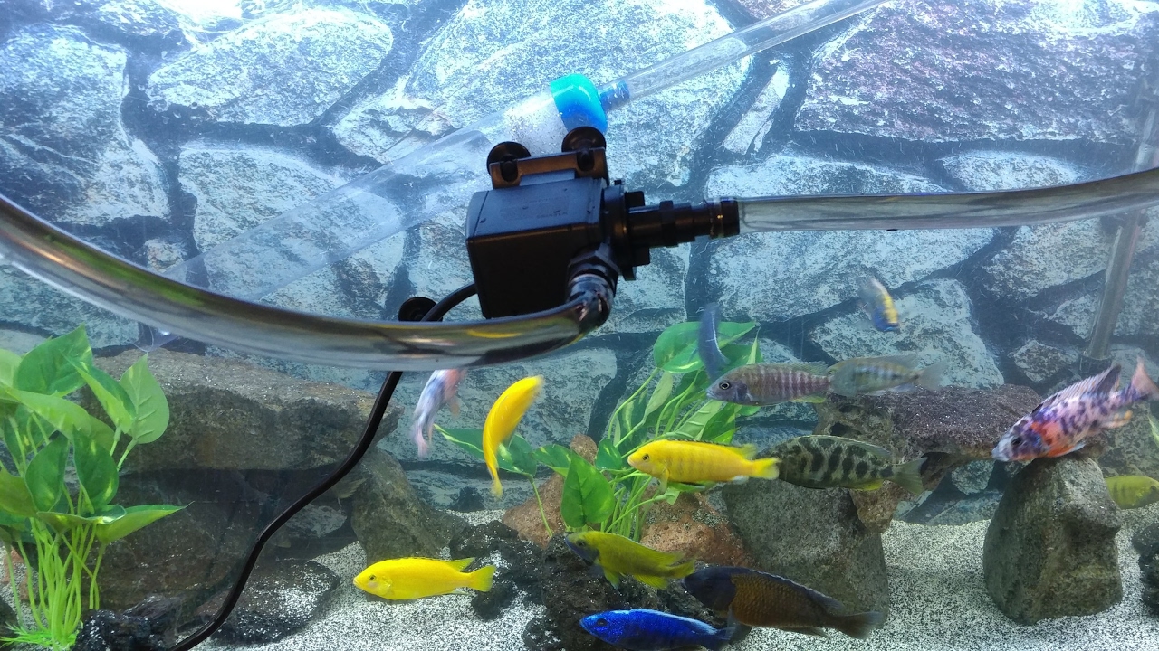 como limpiar una pecera sin tener que sacarle el agua