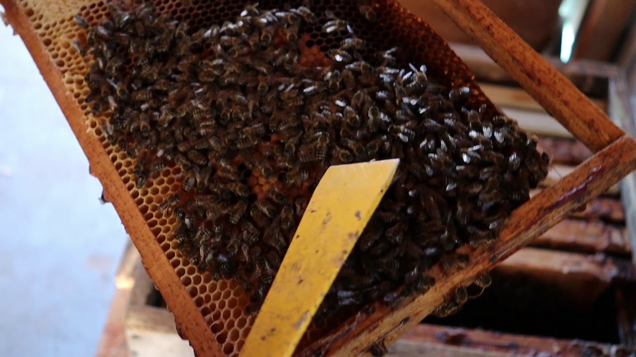 Bienenkönigin nach zeichnen