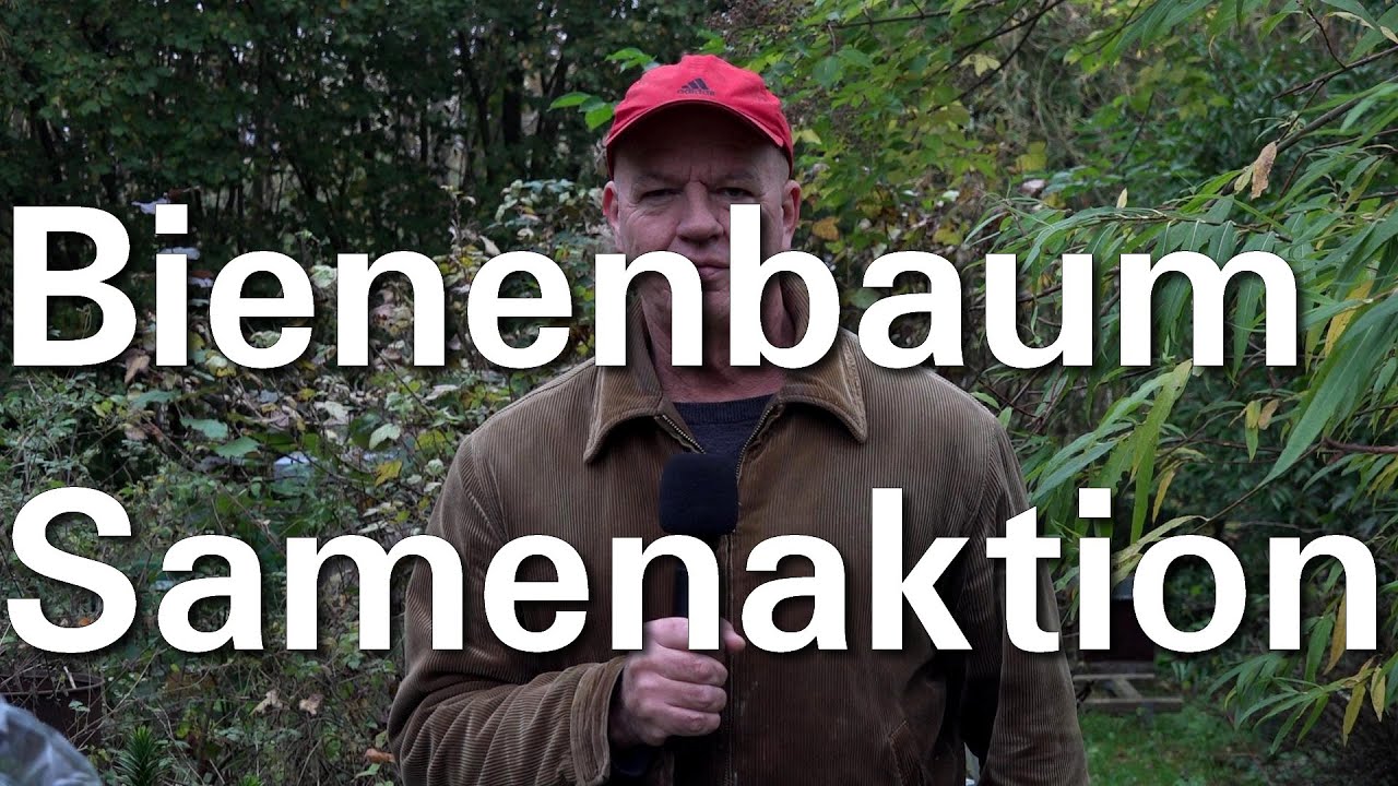 Aktion Bienenbaum-Samen Tetradium danielli 2020 - Euodia hupehensis
