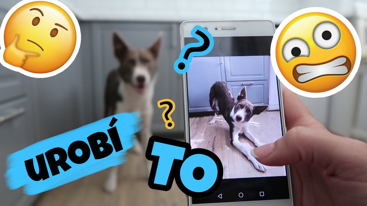OBR&Aacute;ZKOV&Aacute; CHALLENGE 📸| vtipn&eacute; reakcie mojich psov