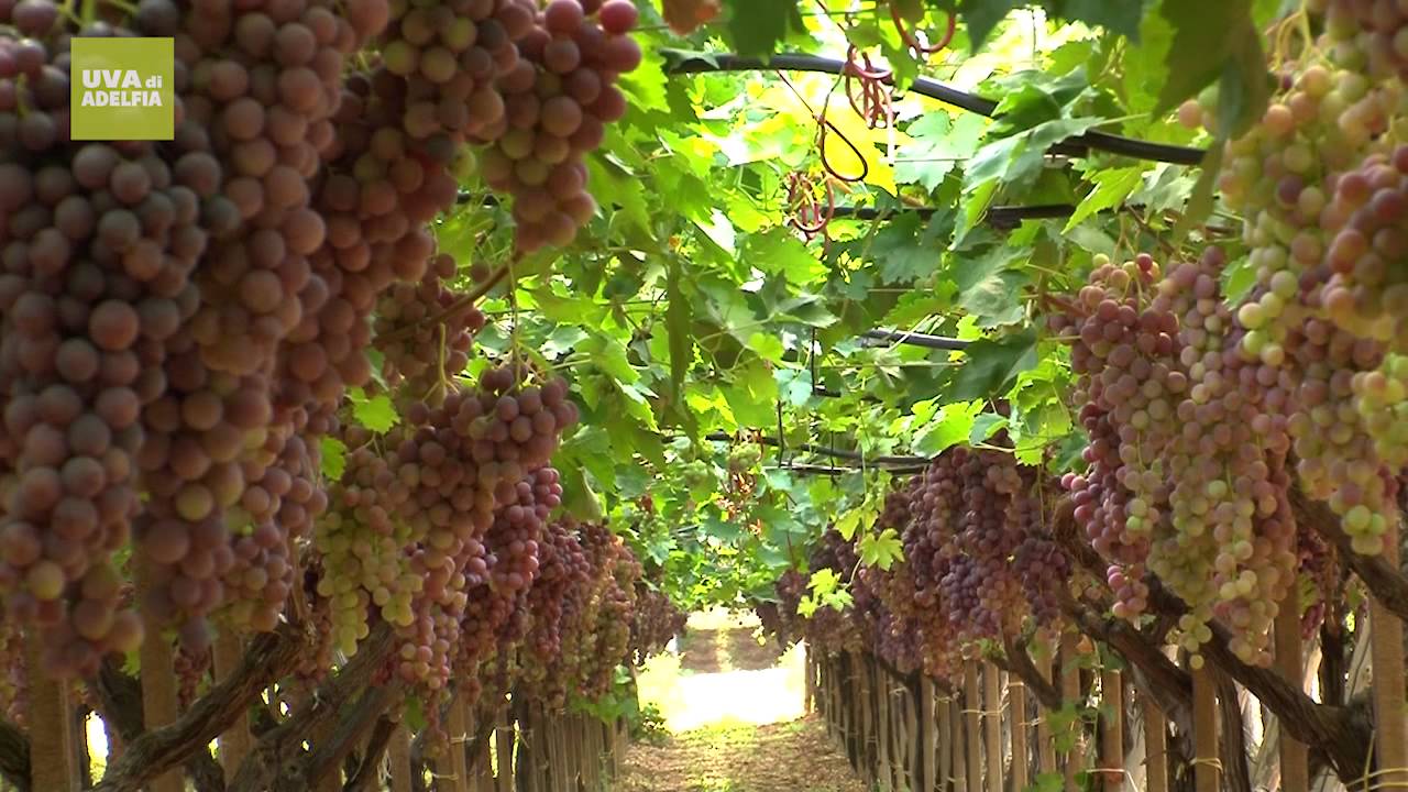Azienda agricola Petruzzellis Natura - Uva di Adelfia