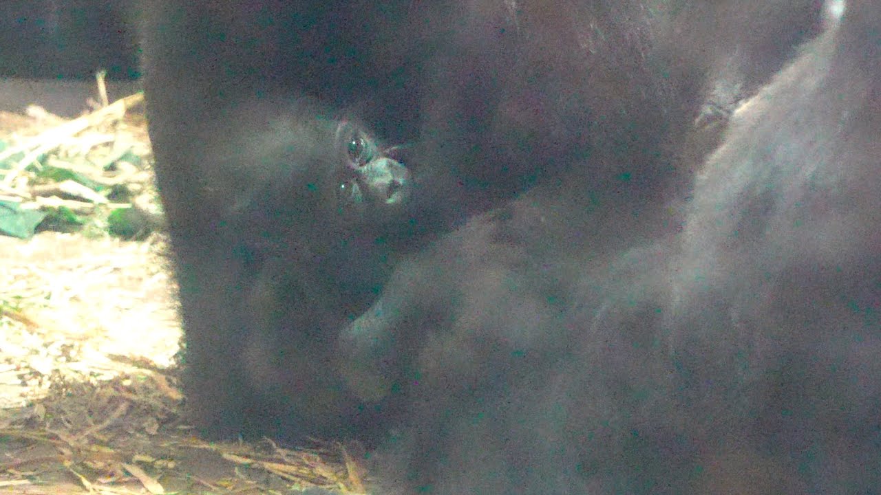 Семейные тайны: Взгляд на жизнь горилл в Киото Gorillas genki / ape #gorilla