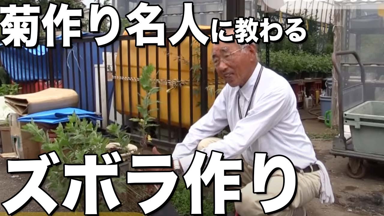 菊作り名人上村遙さんに教わる「ズボラ作り」