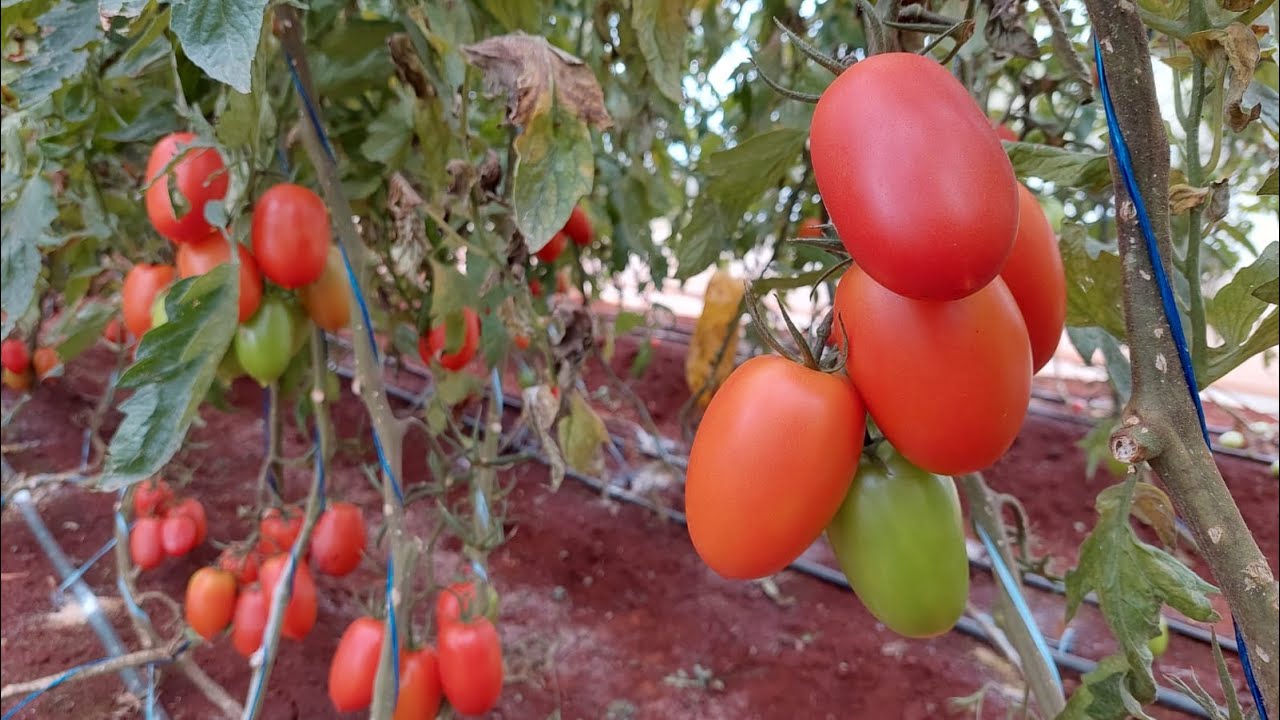 Produtor investe em tomates orgânicos para aumentar a renda