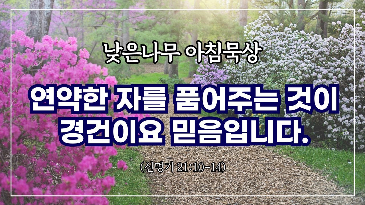 [낮은나무 아침묵상] _연약한 자를 품어주는 것이 경건이요 믿음입니다 _신명기 21:10-14 _신원동 낮은나무교회