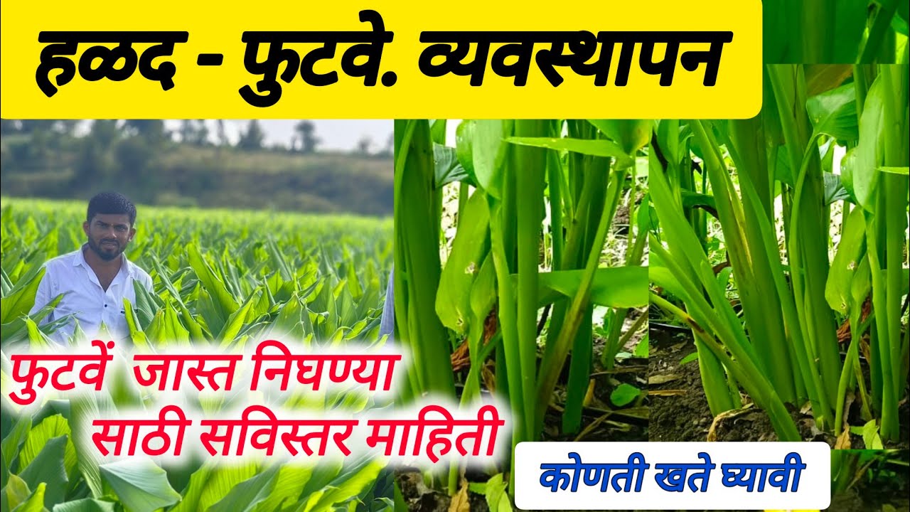 हळदी मध्ये फुटवे कसे काढावे/12.61.00 सोडायचा कालावधी/12.61.00चे कार्य#halad khat niyojan #tarmaric