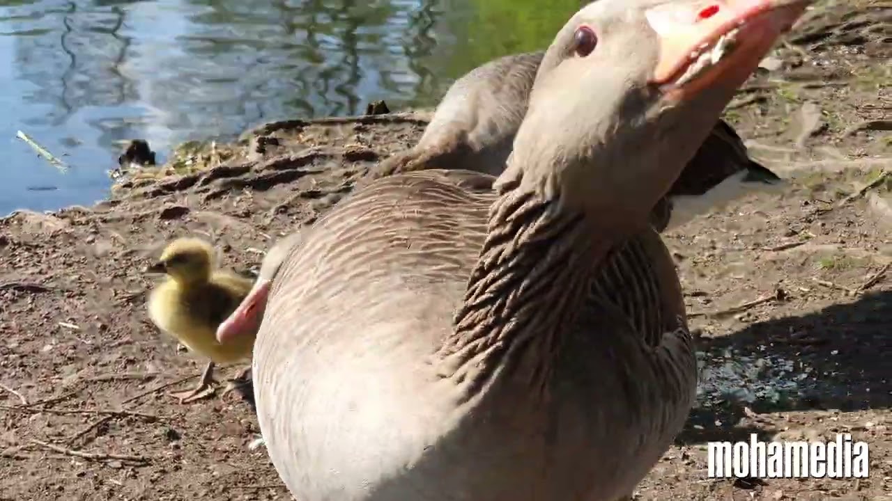 Goose Family in german park during spirngtime