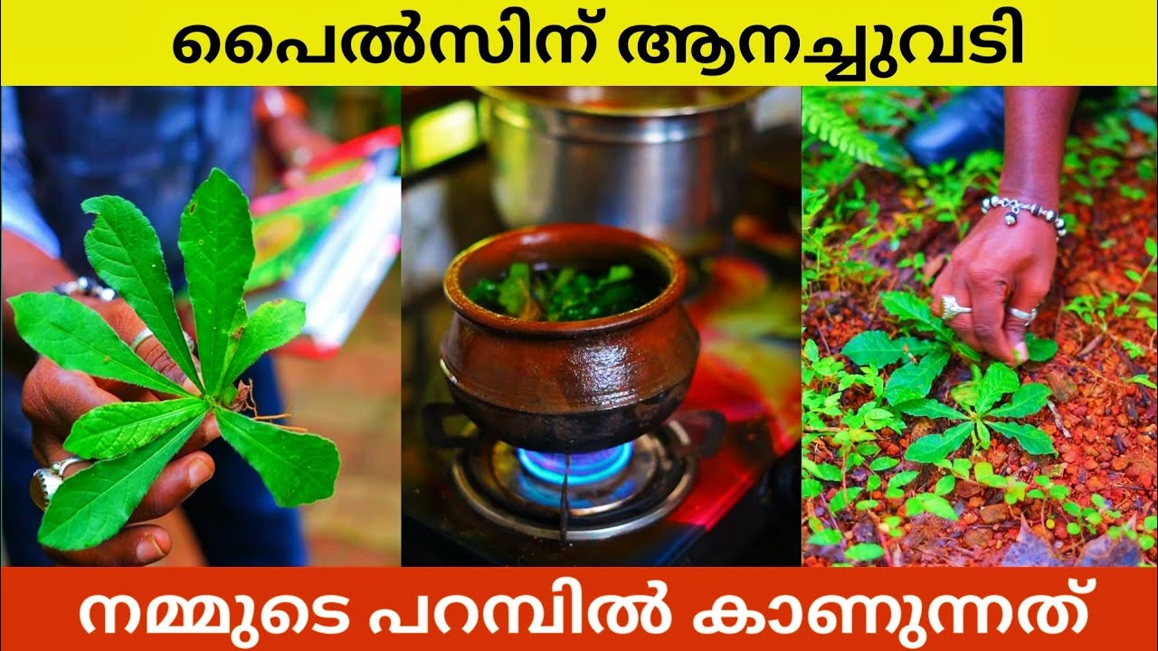 Piles || ആനച്ചുവടി എങ്ങനെ ഉപയോഗിക്കണം