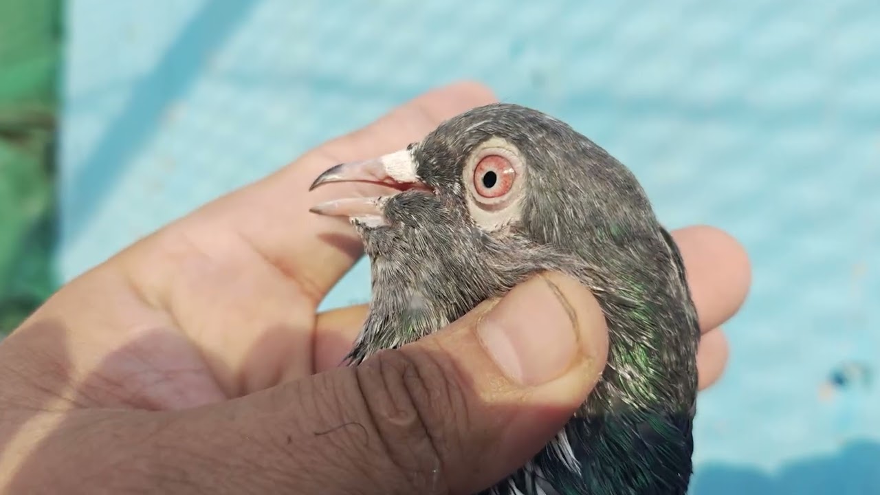 Dub Wala Pair|| High Flying Pigeons|Top Quality Pigeons 
