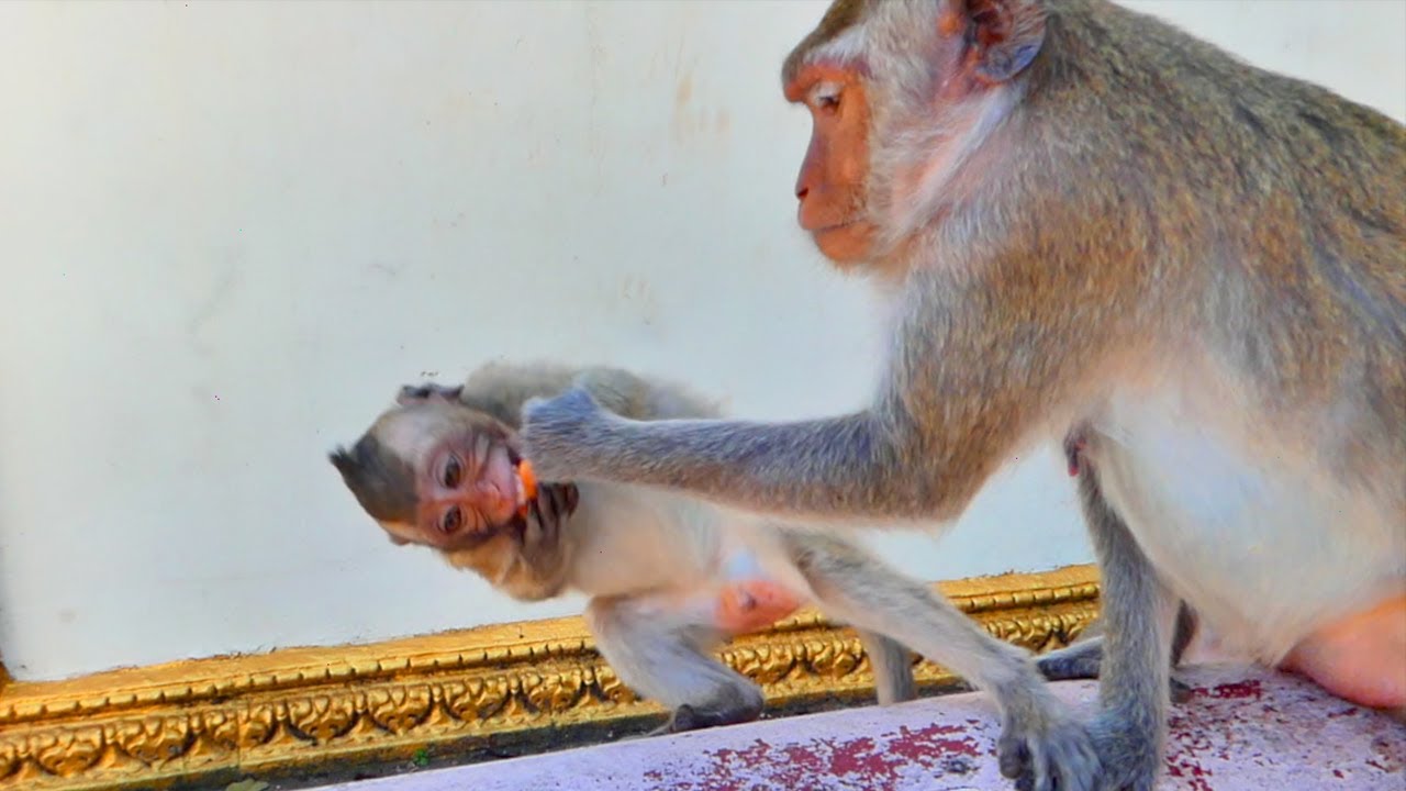 OMG !Mama monkey RANY tries to snatch food from his mouth son -but he tries to leave out of mom pity