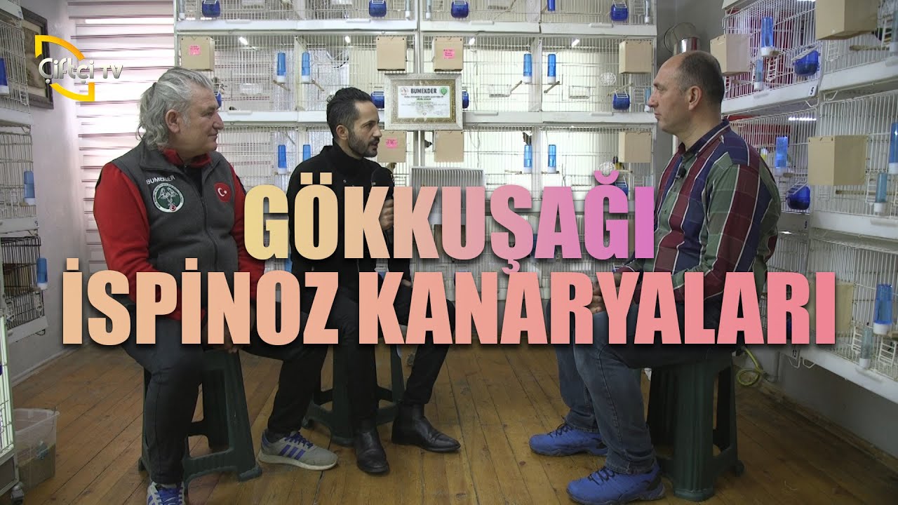 Gökkuşağı İspinoz Kanaryaları - Süslü