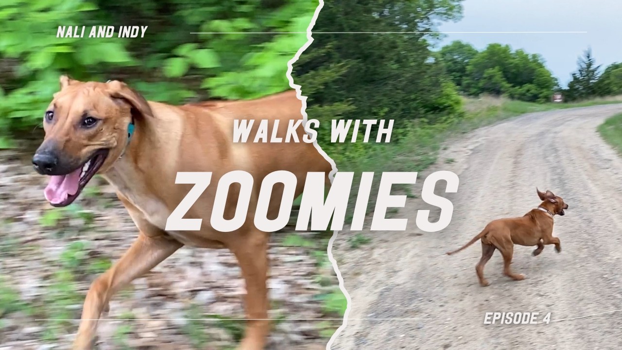 Walks With ZOOMIES | Nali and Indy Ep.4