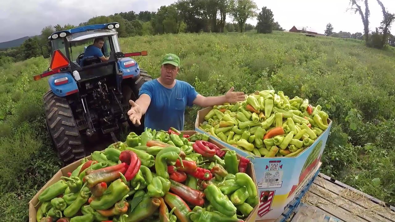 WELCOME TO VEGETABLE HARVEST