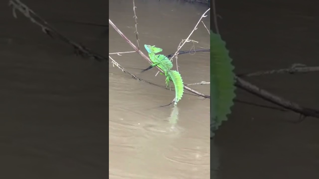 Basilisk also known as &ldquo;Jesus lizard&rdquo; running on water