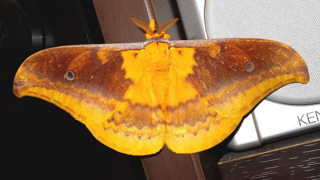 Moth Gallery #2