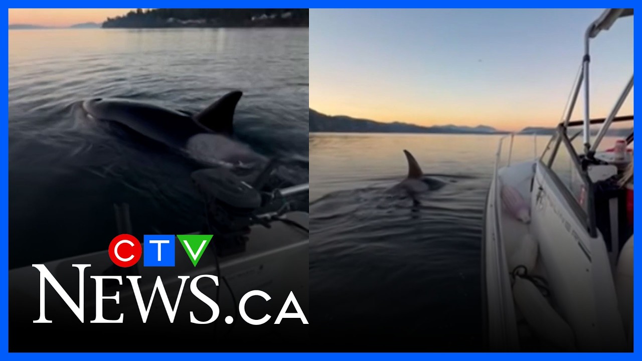 Family has close encounter with hunting orcas as seal climbs aboard their boat
