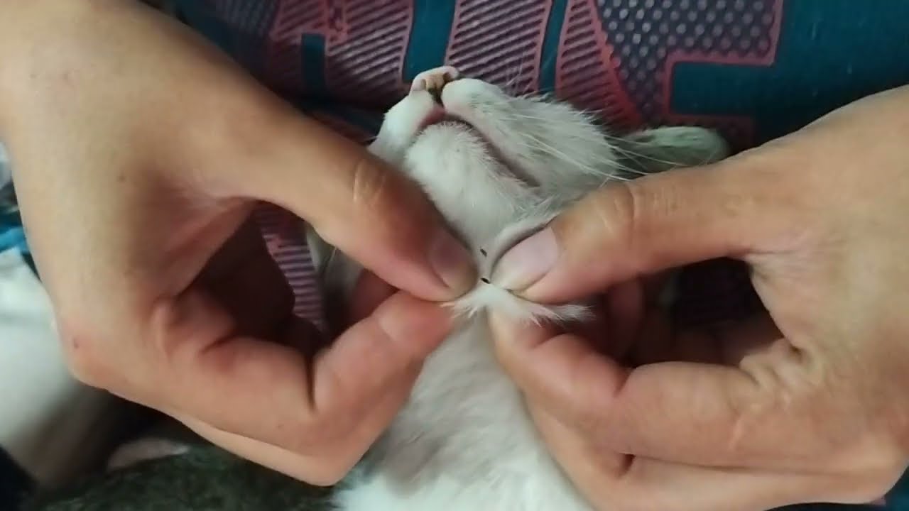 Fighting Fleas: Keeping Your Cat Clean and Flea-Free!