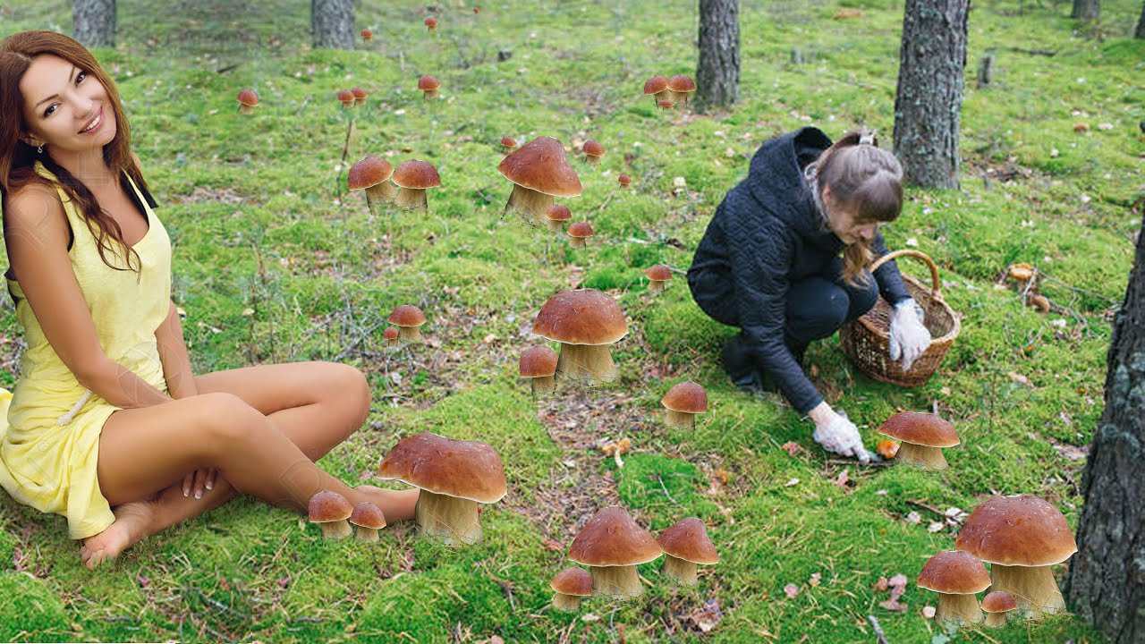 FILM con funghi porcini | เก็บเห็ดผ Picking King boletes |  Mushrooms Cepes Steinpilze белые грибы