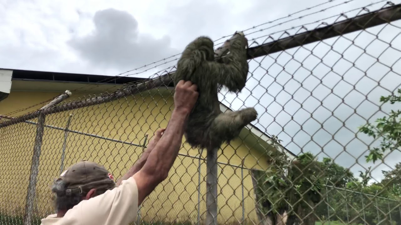 how strong sloths really are