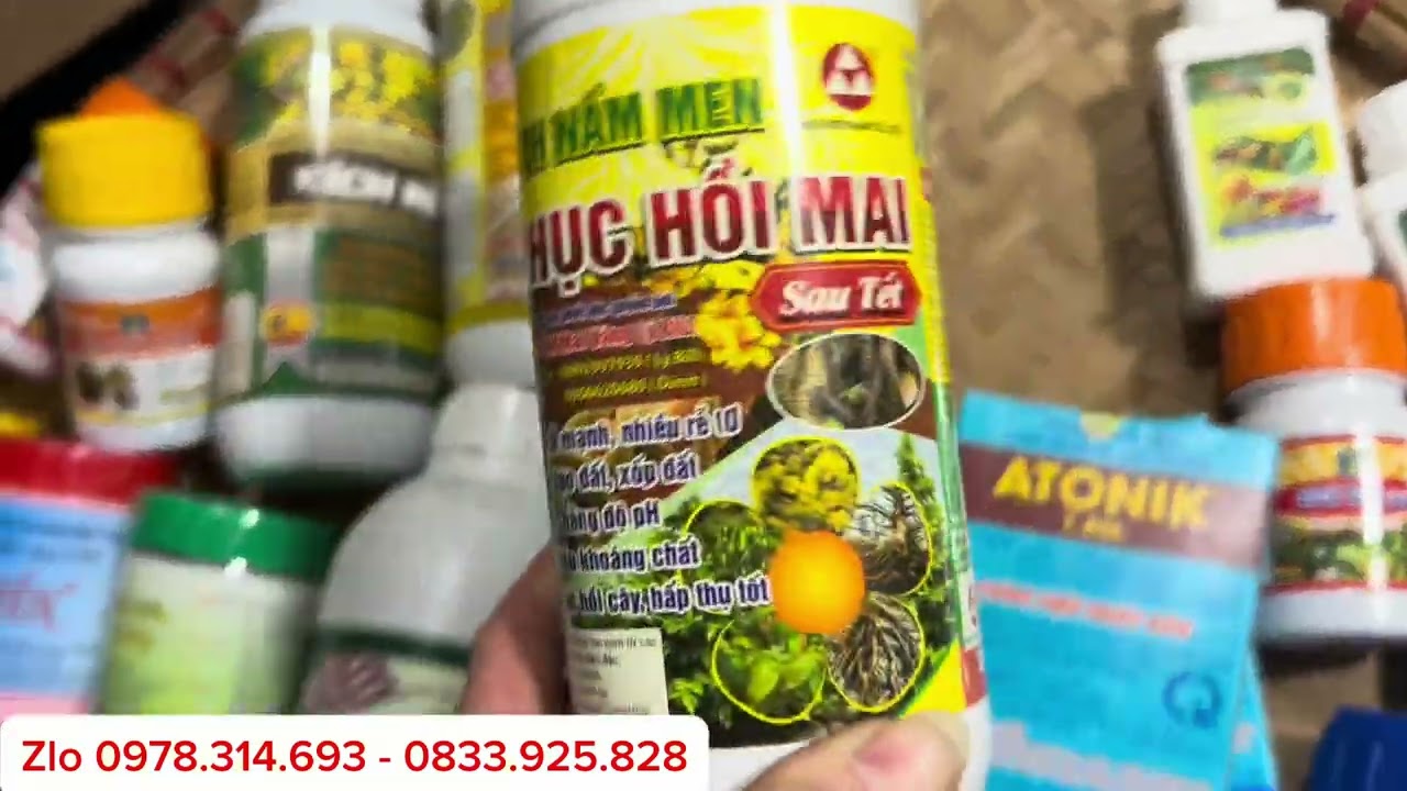 💥💥PHÂN THUỐC CHĂM CÂY SAU TẾT:KÍCH RỄ,RÔT2,PHỤC HỒI CÂY MAI,LIỀN SẸO,KÍCH RỄ…lh 0978.314.693