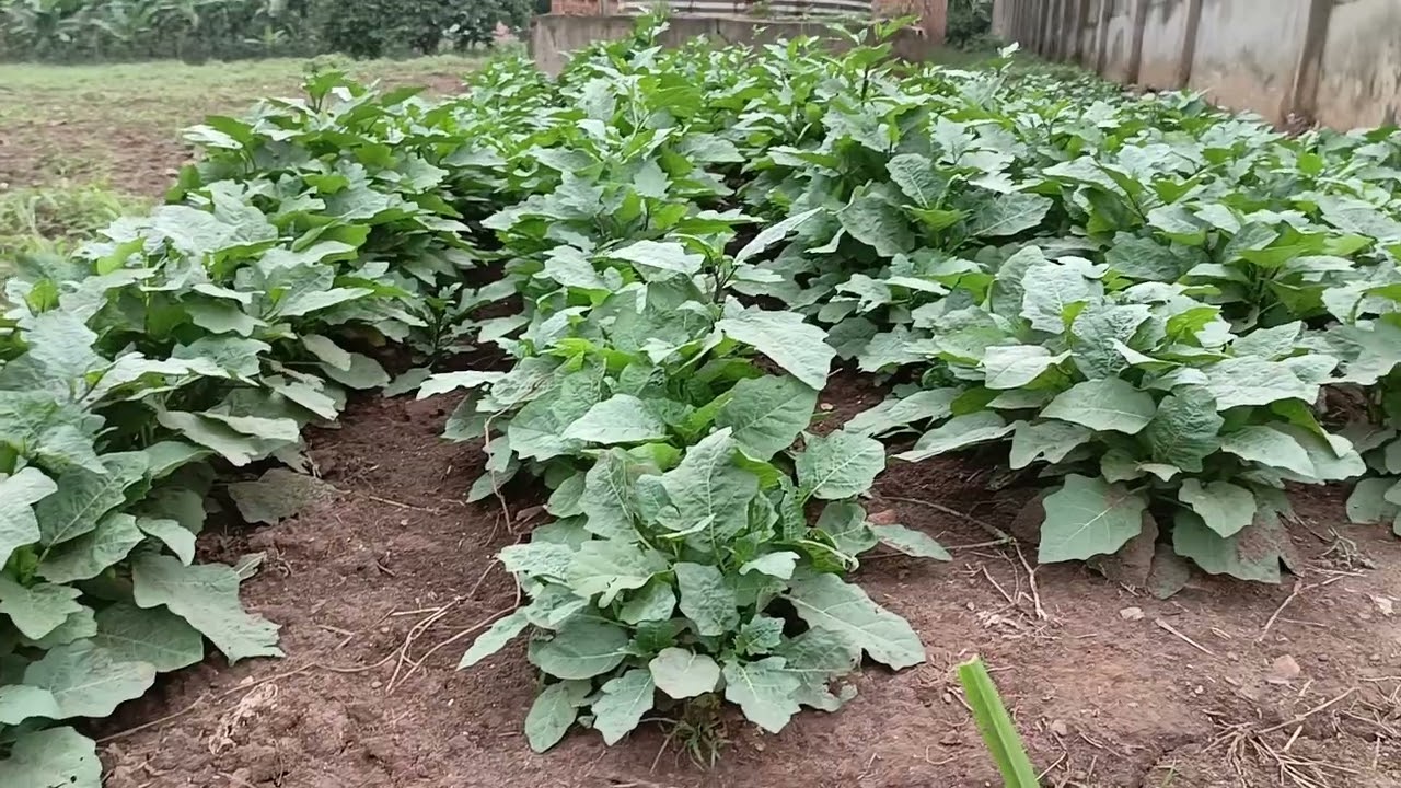 KASUJJA FARM, NAKATI SPRAYED WITH 11K FERTILIZER.0751960281