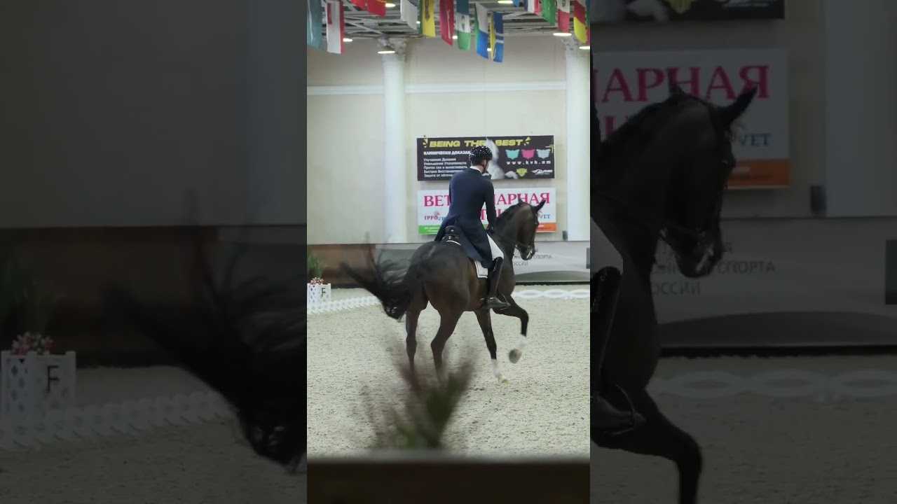 #dressage #dressagerider #dressagehorse #equestrian #pferde #horsevideo #horseriding #horsevlog