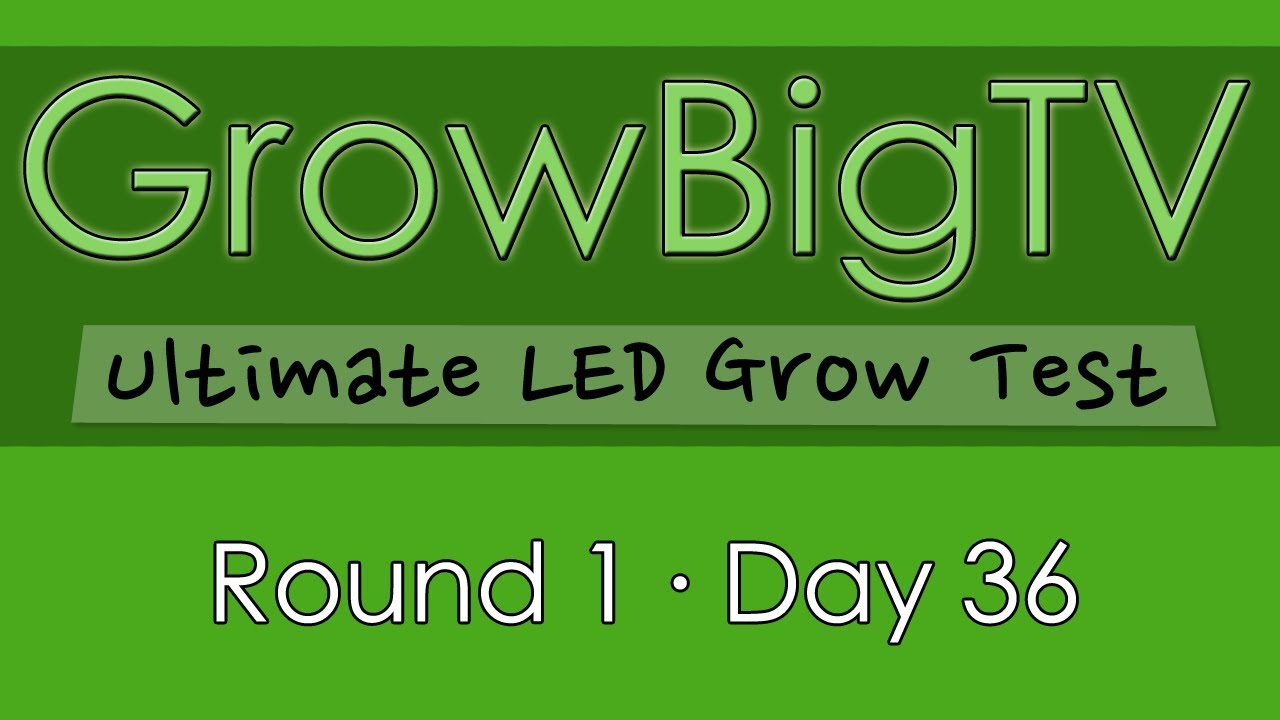GrowBigTV Ultimate LED Test (Round 1) : Day 36
