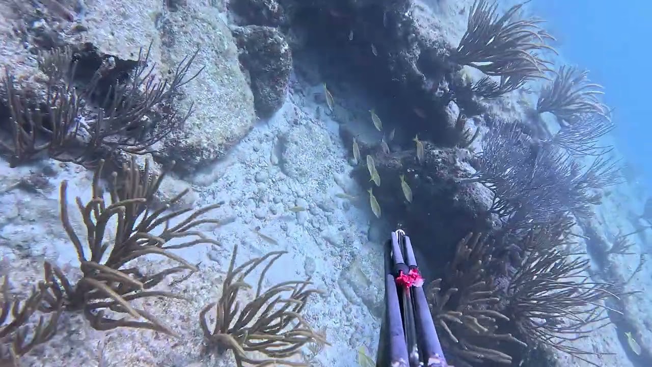 Langosta isla beata 