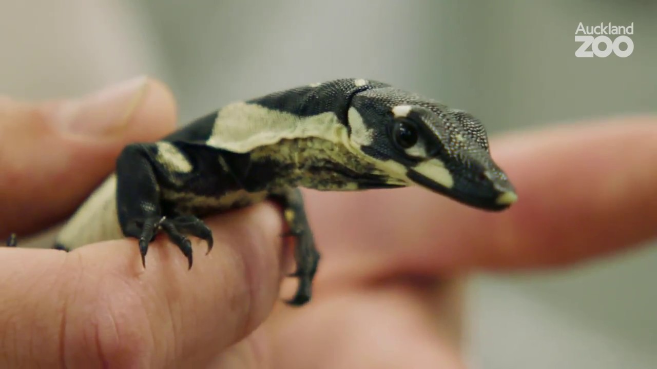 Check out our five new lace monitor hatchlings!