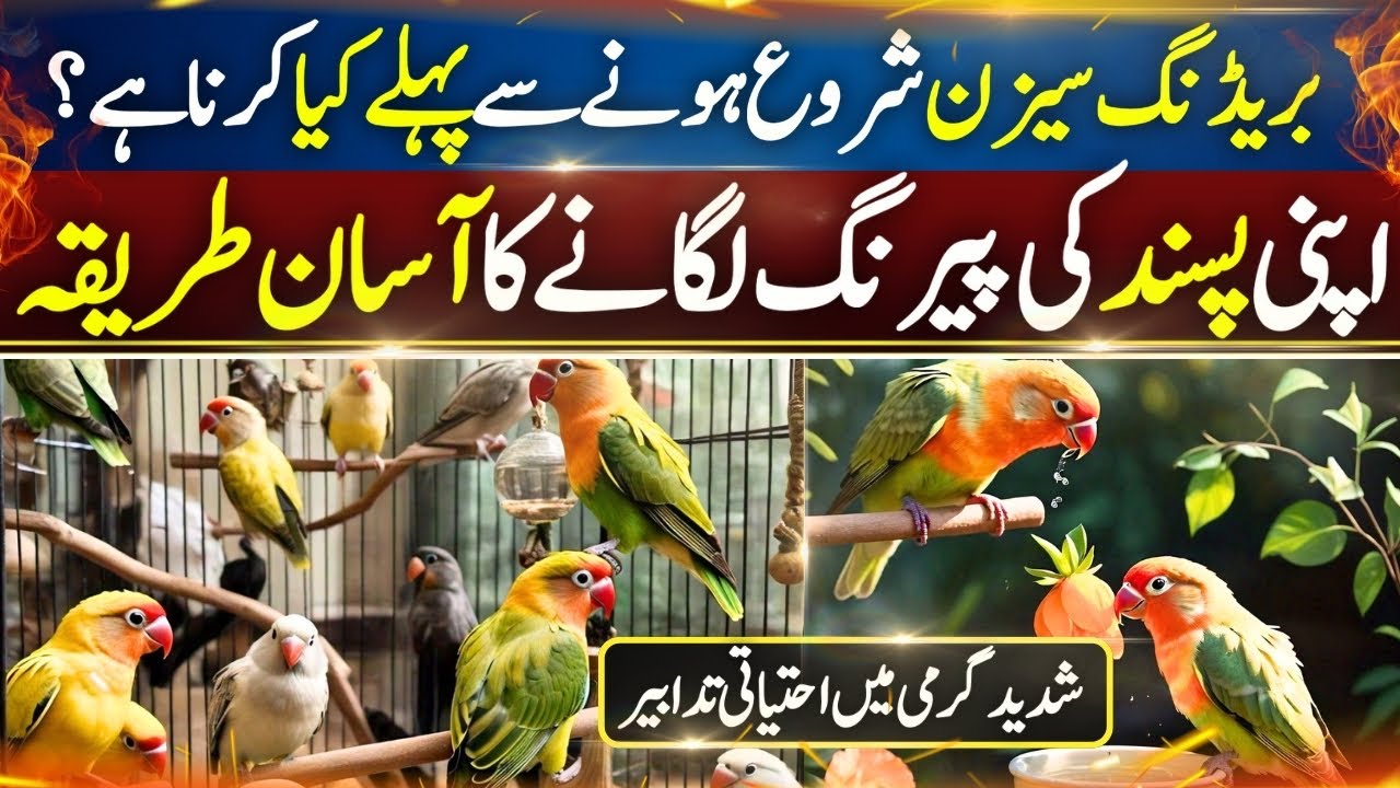 Lovebird Care & Precautions | Lovebird Desire Pairing | Lovebird Colony