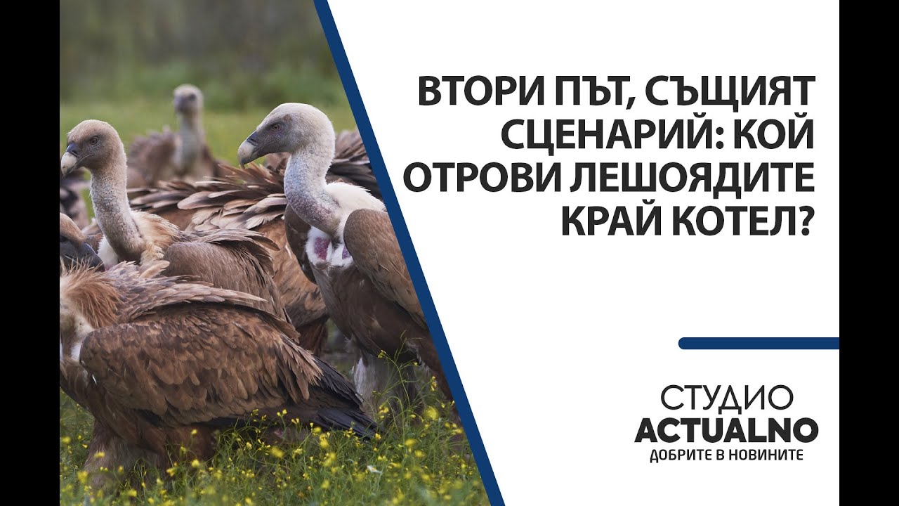Втори път, същият сценарий: Кой отрови лешоядите край Котел?