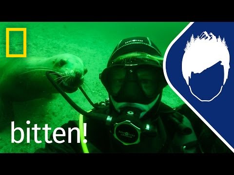 Sea Lions (Episode 6) | wild_life with bertie gregory