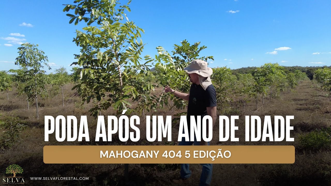 PODA AP&Oacute;S UM ANO DE IDADE MAHOGANY 404 5 EDI&Ccedil;&Atilde;O