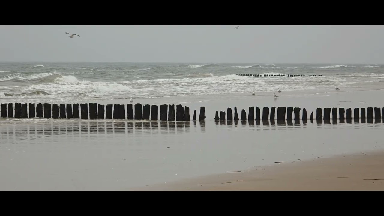 Wśród Zimnych Fal