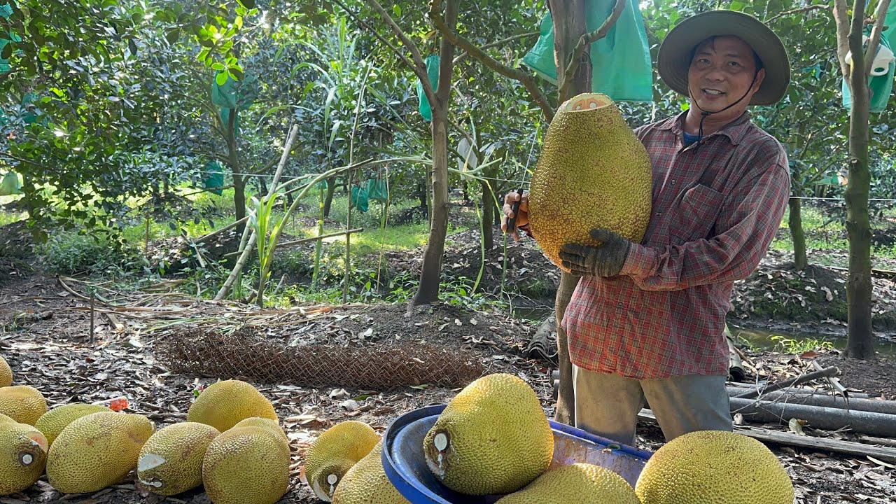 Giá Mít Ruột Đỏ giảm bất ngờ giá rẻ cắt giao cho cô chú anh chị đặc trước