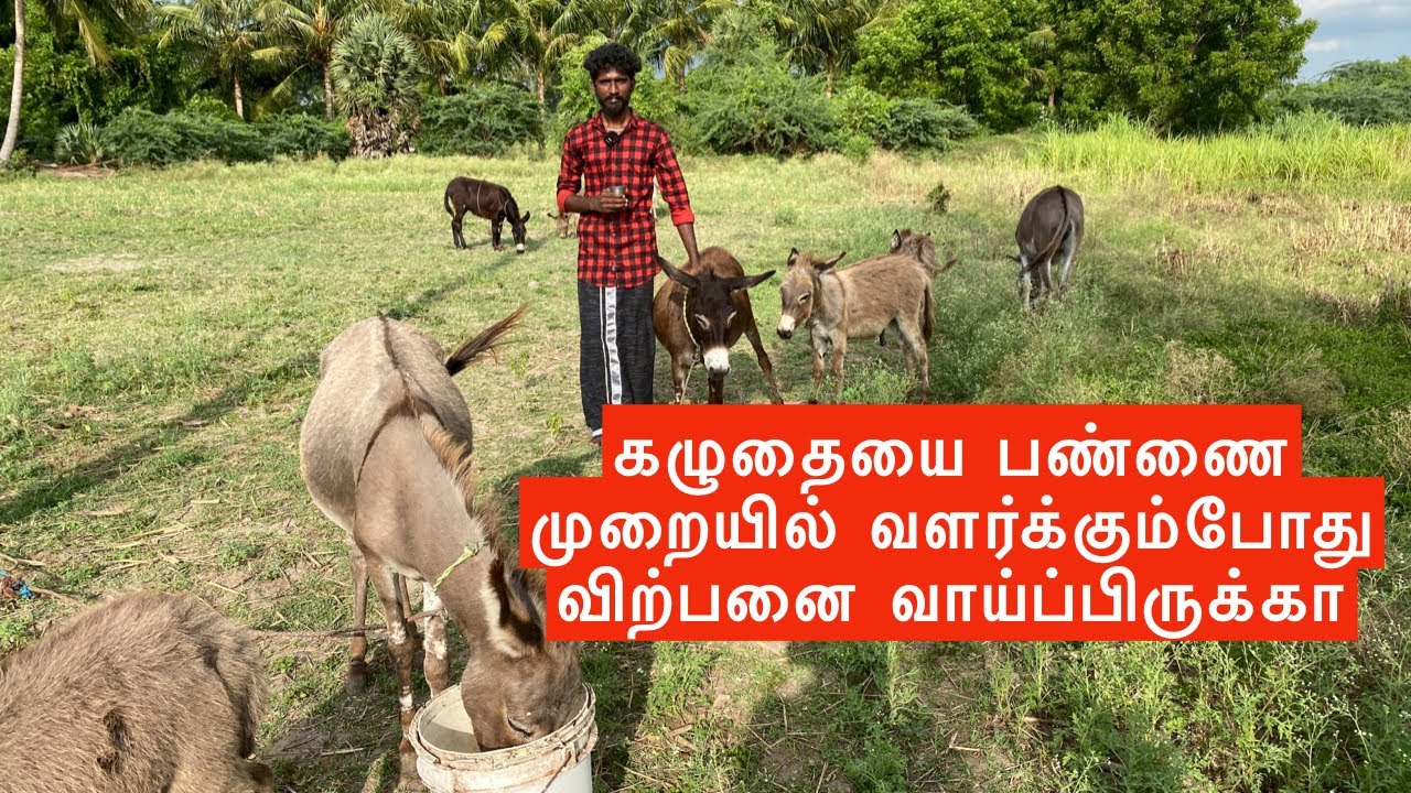 கழுதையை பண்ணை முறையில் வளர்க்கும்போது விற்பனை வாய்ப்பிருக்கா? Donkey