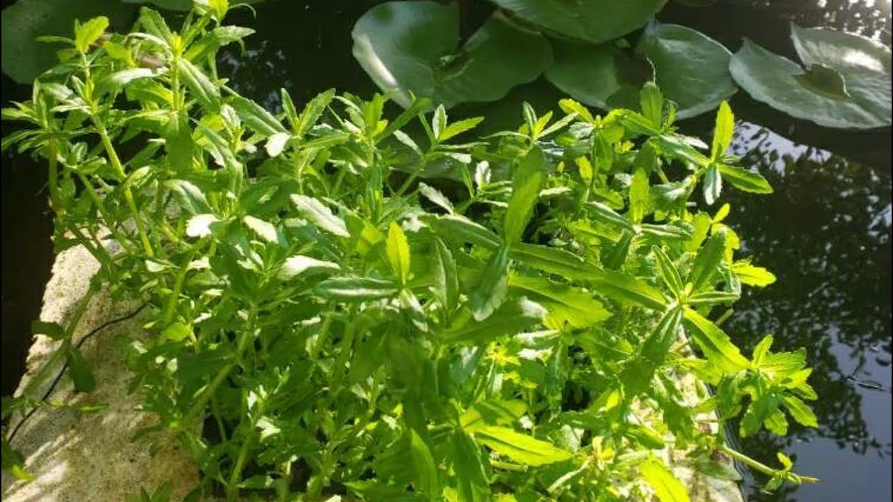 Chia sẻ cách trồng rau ngỗ rau nhút độc lạ.bằng thùng mút xốp dưới nước ,dài xanh non mướt..