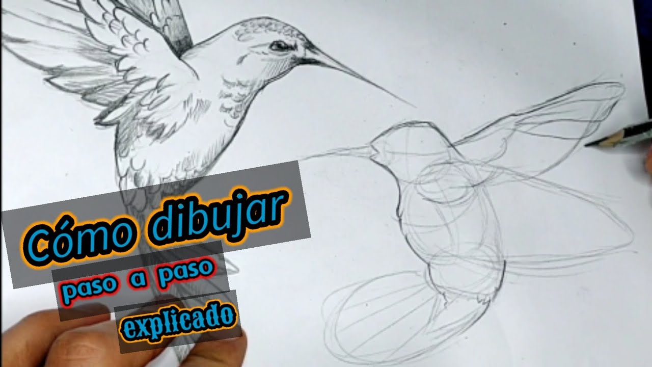 Cómo dibujar un picaflor semi realista paso a paso, principiantes/ How to draw  hummingbirds