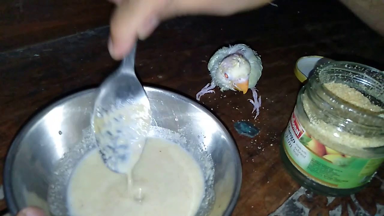Love birds chicks ko hand feed karwane ka sahi or mukamal tareeqa by birds society information Hindi