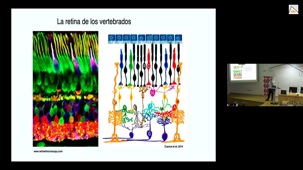 ¿Cómo vemos? ¿Nos engaña nuestro cerebro?