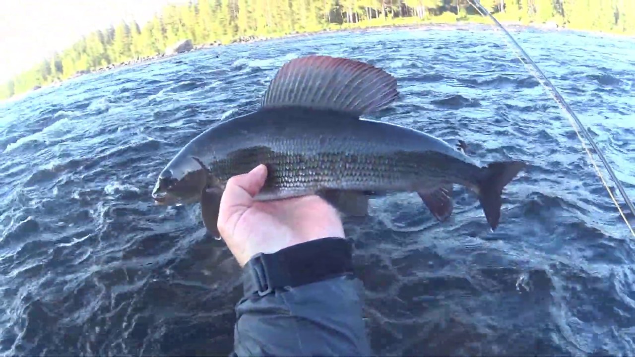 Harr och Öring på fluga! (kort semester tur till härliga Härjedalen!) Vlog5