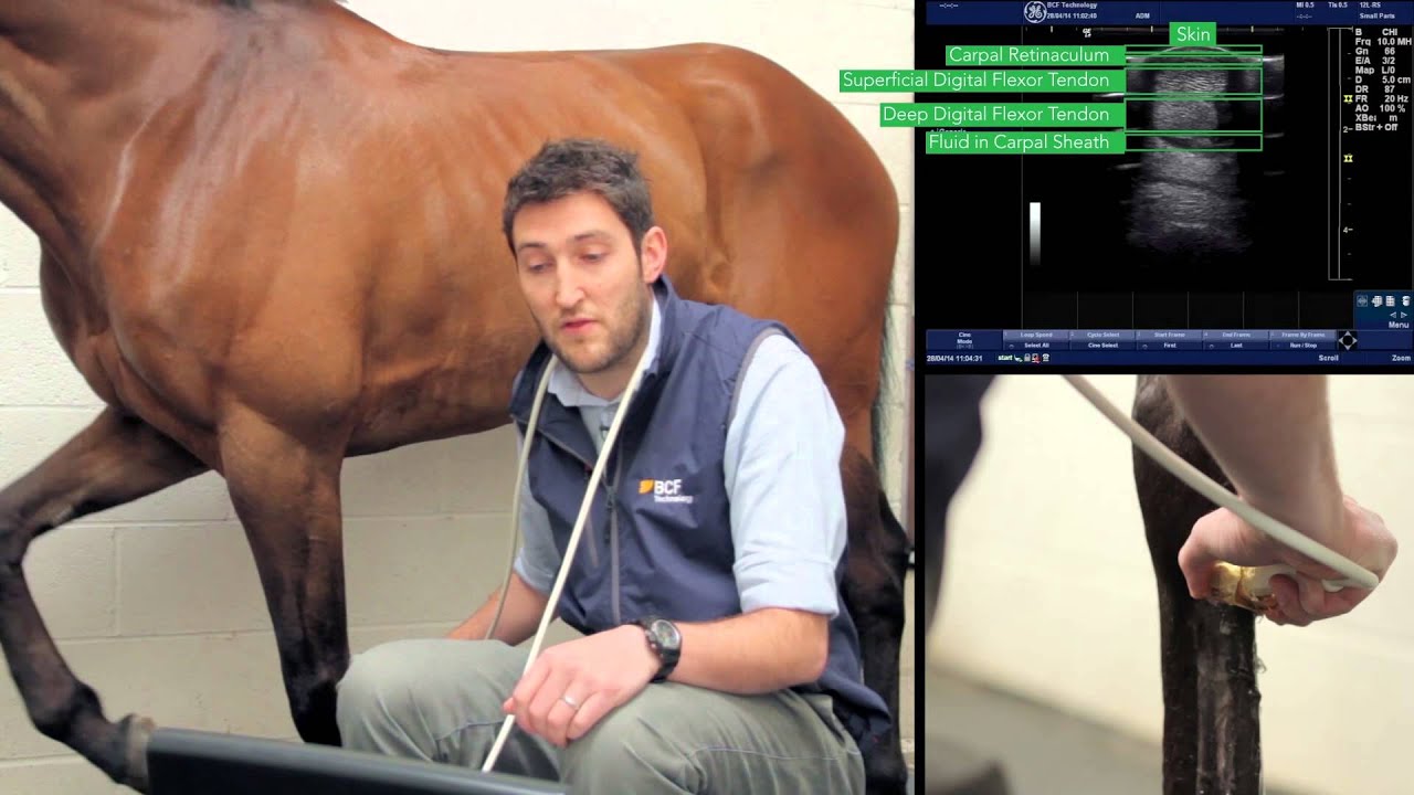 IMV imaging Ultrasonography of the Distal Limb video 6 - The proximal metacarpus - zones 1A & B