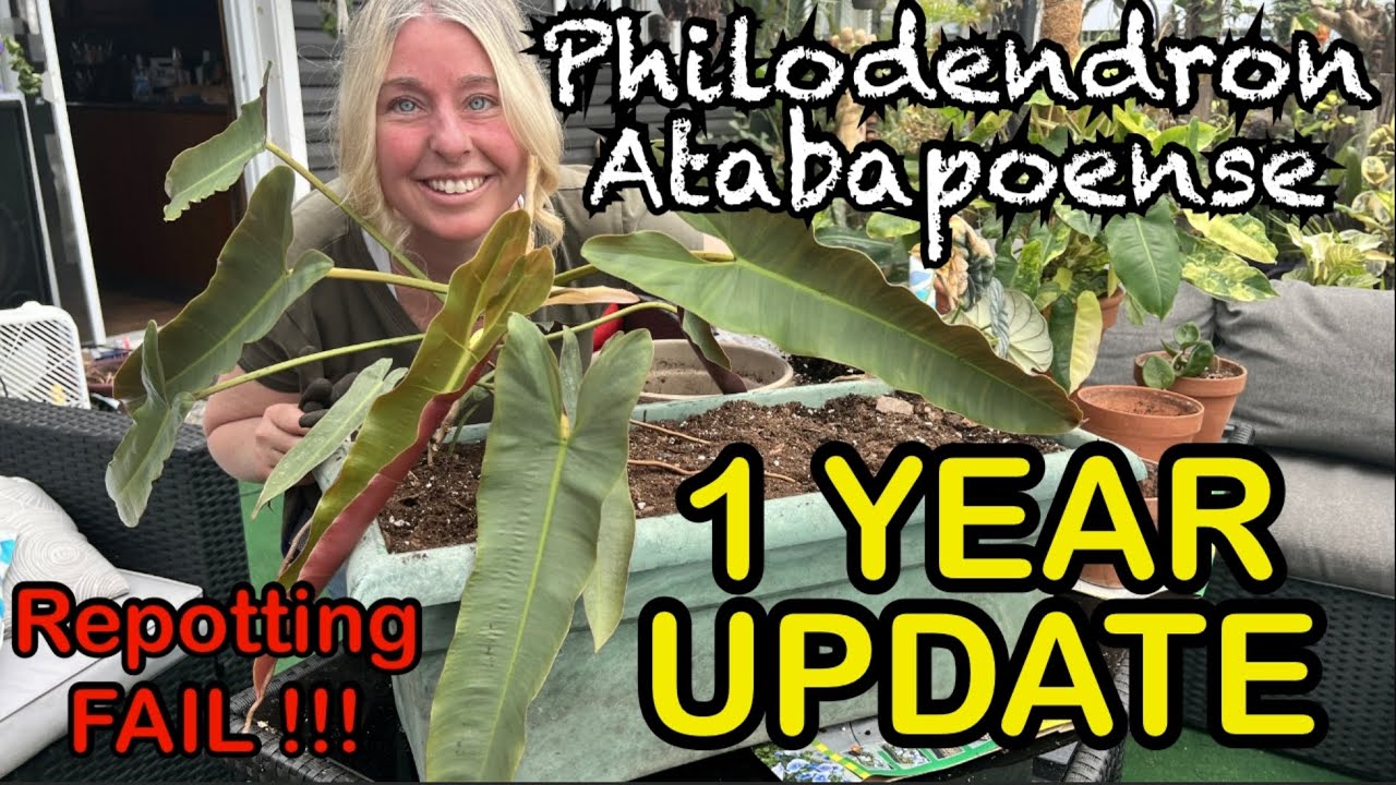 Philodendron Atabapoense repotting FAIL left and forgotten for a year, it is one with the pot!