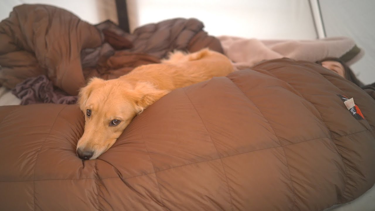 大寒波の中キャンプしたら愛犬と妻がテントから出てきません